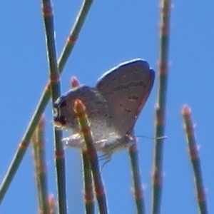 Acrodipsas aurata at Mount Ainslie - 12 Jan 2024