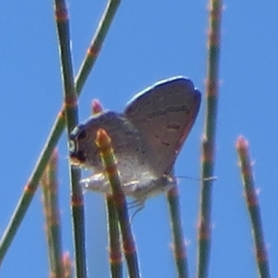 Acrodipsas aurata (Golden Ant-blue) at Mount Ainslie - 12 Jan 2024 by Christine