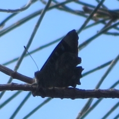 Ogyris olane (Broad-margined Azure) at Ainslie, ACT - 12 Jan 2024 by Christine