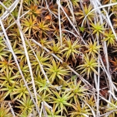 Polytrichaceae sp. (family) (A moss) at The Pinnacle - 14 Jan 2024 by sangio7