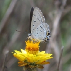 Jalmenus ictinus (Stencilled Hairstreak) at Ainslie, ACT - 12 Jan 2024 by Christine