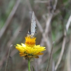 Jalmenus ictinus at Mount Ainslie - 12 Jan 2024