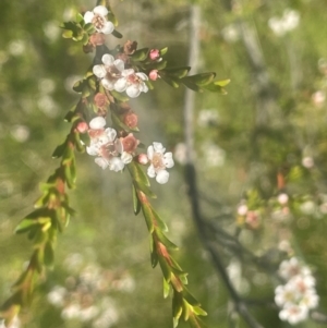 Baeckea utilis at Bago State Forest - 11 Jan 2024