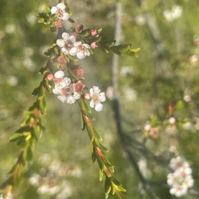 Baeckea utilis (Mountain Baeckea) at Nurenmerenmong, NSW - 10 Jan 2024 by JaneR