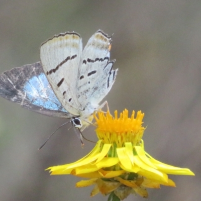 Jalmenus evagoras (Imperial Hairstreak) at Ainslie, ACT - 12 Jan 2024 by Christine