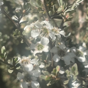 Leptospermum myrtifolium at Bago State Forest - 11 Jan 2024