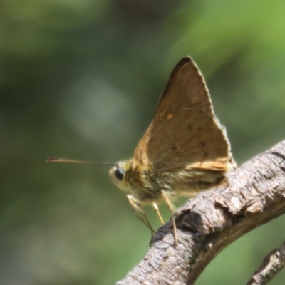 Timoconia flammeata (Bright Shield-skipper) at Ainslie, ACT - 12 Jan 2024 by Christine