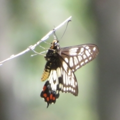 Papilio anactus (Dainty Swallowtail) at Ainslie, ACT - 12 Jan 2024 by Christine