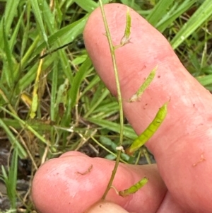 Glycine microphylla at suppressed - suppressed