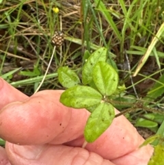 Glycine microphylla at suppressed - suppressed