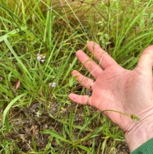 Glycine microphylla at Kangaroo Valley, NSW - 15 Jan 2024