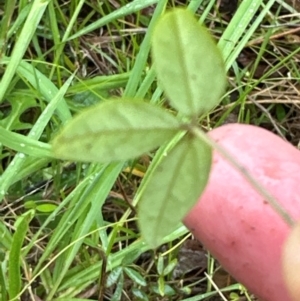 Glycine microphylla at suppressed - suppressed