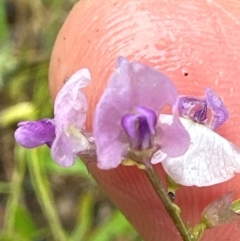 Glycine microphylla at suppressed - 15 Jan 2024