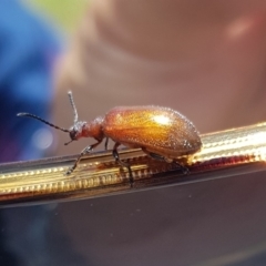 Ecnolagria grandis at Alpine Shire - 30 Dec 2023