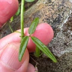 Unidentified Pea at Kangaroo Valley, NSW - 15 Jan 2024 by lbradley