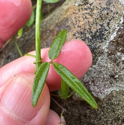 Glycine microphylla at Kangaroo Valley, NSW - 15 Jan 2024 by lbradley