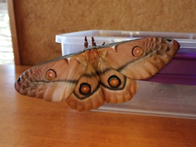 Opodiphthera eucalypti (Emperor Gum Moth) at Mount Painter - 12 Jan 2024 by CathB