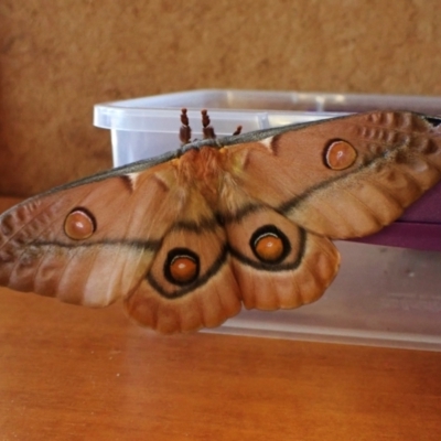 Opodiphthera eucalypti (Emperor Gum Moth) at Cook, ACT - 12 Jan 2024 by CathB