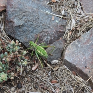 Chlorodectes montanus at Namadgi National Park - 14 Jan 2024