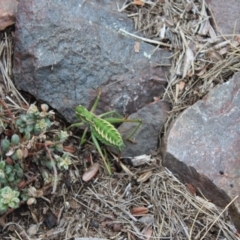 Chlorodectes montanus (Montane green shield back katydid) at Namadgi National Park - 14 Jan 2024 by maura