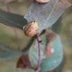 Paropsis atomaria (Eucalyptus leaf beetle) at Namadgi National Park - 14 Jan 2024 by maura