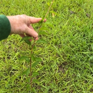 Prunus sp. at Kangaroo Valley, NSW - suppressed