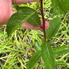 Prunus sp. at Kangaroo Valley, NSW - suppressed