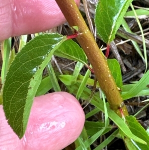 Prunus sp. at Kangaroo Valley, NSW - suppressed