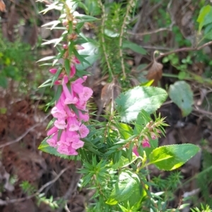 Epacris impressa at Marlo, VIC - 1 Jan 2024