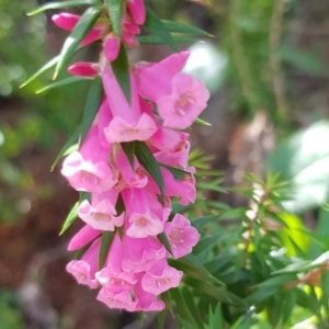 Epacris impressa at Marlo, VIC - 1 Jan 2024