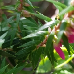 Epacris impressa at Marlo, VIC - 1 Jan 2024