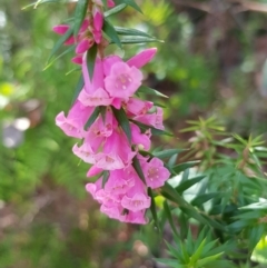 Epacris impressa at Marlo, VIC - 1 Jan 2024