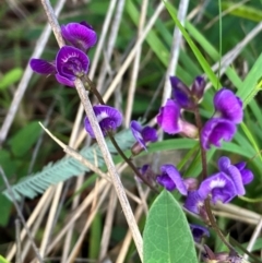 Glycine tabacina (Variable Glycine) at Hall, ACT - 12 Jan 2024 by strigo