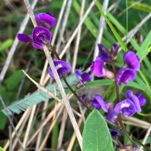 Glycine tabacina at Hall, ACT - 12 Jan 2024