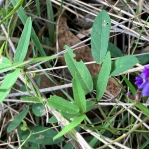 Glycine tabacina at Hall, ACT - 12 Jan 2024