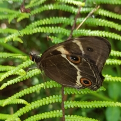 Tisiphone abeona at Marlo, VIC - 1 Jan 2024