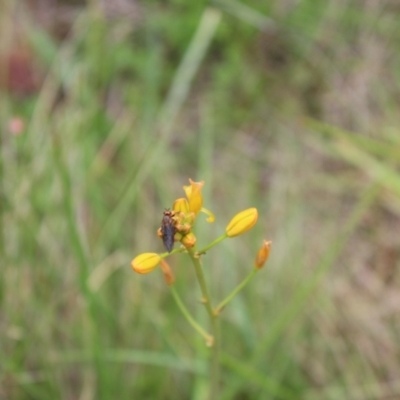 Inopus rubriceps (Sugarcane Soldier Fly) at Namadgi National Park - 13 Jan 2024 by maura