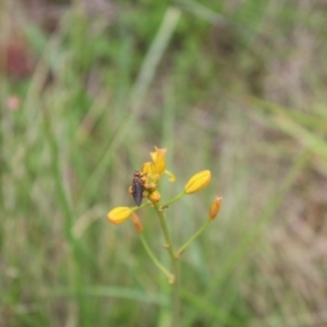 Inopus rubriceps at Namadgi National Park - 14 Jan 2024