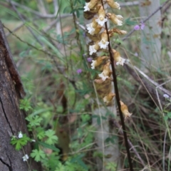 Gastrodia procera (Tall Potato Orchid) at Booth, ACT - 14 Jan 2024 by maura