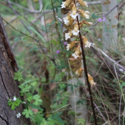 Gastrodia procera (Tall Potato Orchid) at Booth, ACT - 14 Jan 2024 by maura