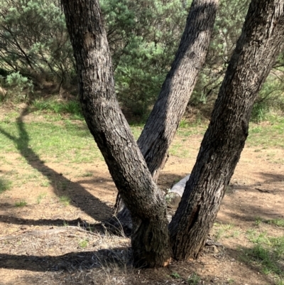 Eucalyptus bridgesiana (Apple Box) at Hall, ACT - 12 Jan 2024 by strigo