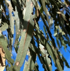 Eucalyptus bridgesiana at Hall, ACT - 12 Jan 2024