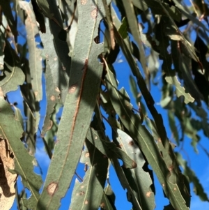 Eucalyptus bridgesiana at Hall, ACT - 12 Jan 2024