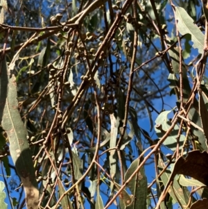 Eucalyptus bridgesiana at Hall, ACT - 12 Jan 2024