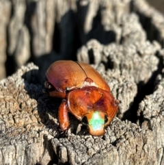 Anoplognathus montanus (Montane Christmas beetle) at Hall, ACT - 11 Jan 2024 by strigo