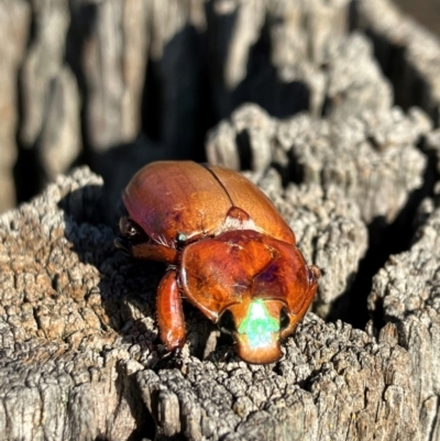 Anoplognathus montanus (Montane Christmas beetle) at Hall, ACT - 11 Jan 2024 by strigo