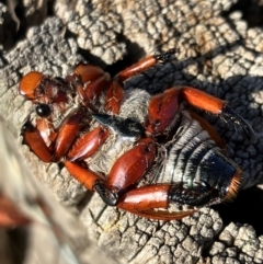 Anoplognathus montanus at Hall, ACT - 11 Jan 2024