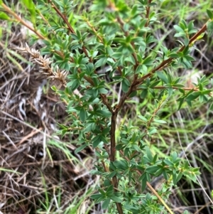 Kunzea ericoides at Hall, ACT - 8 Jan 2024 05:45 PM