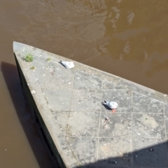 Chroicocephalus novaehollandiae (Silver Gull) at Melbourne, VIC - 14 Jan 2024 by Darcy