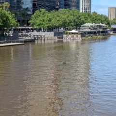 Cygnus atratus (Black Swan) at Southbank, VIC - 14 Jan 2024 by Darcy